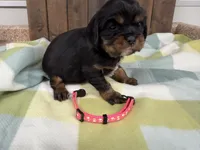 Tink, a female Cavalier King Charles Spaniel for sale in Lebanon, MO – 3 of 4