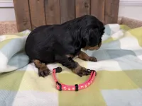 Tink, a female Cavalier King Charles Spaniel for sale in Lebanon, MO – 4 of 4