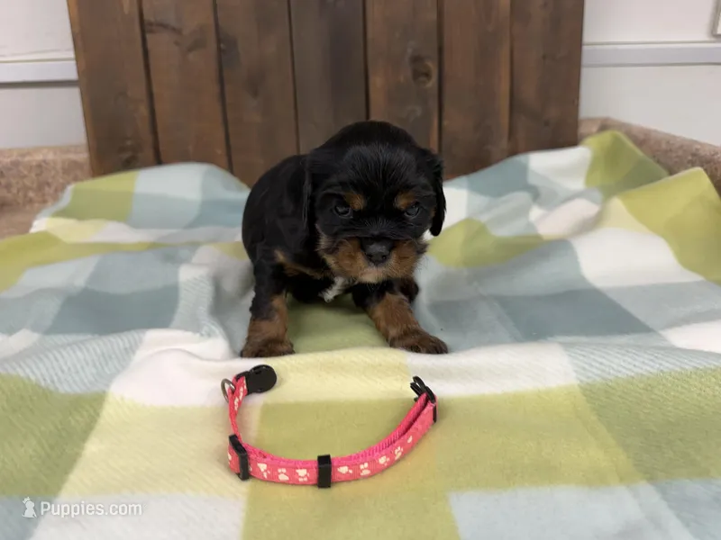 Tink – Cavalier King Charles Spaniel puppy for sale in Lebanon, MO