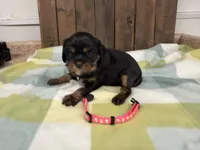 Tink, a female Cavalier King Charles Spaniel for sale in Lebanon, MO – 2 of 4