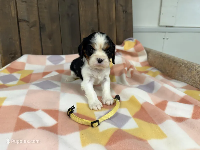 Mila  – Cavalier King Charles Spaniel puppy for sale in Lebanon, MO