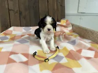 Mila , a female Cavalier King Charles Spaniel for sale in Lebanon, MO – Photo 1 of 4