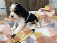 Mila , a female Cavalier King Charles Spaniel for sale in Lebanon, MO – Photo 2 of 4