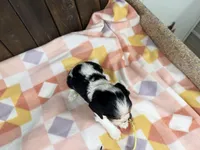 Mila , a female Cavalier King Charles Spaniel for sale in Lebanon, MO – Photo 4 of 4