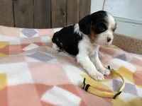 Mila , a female Cavalier King Charles Spaniel for sale in Lebanon, MO – Photo 3 of 4