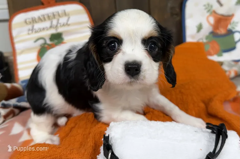 Gary – Cavalier King Charles Spaniel puppy for sale in Lebanon, MO