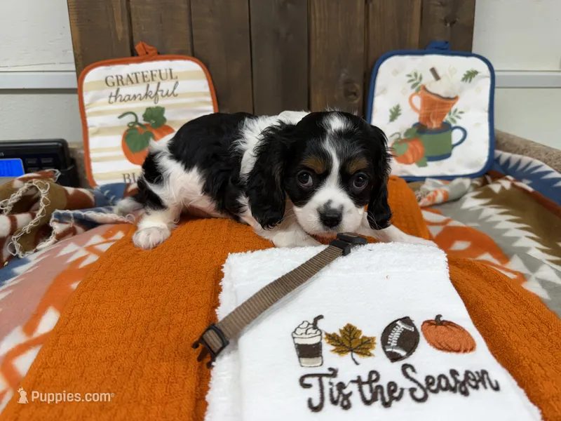 Gage – Cavalier King Charles Spaniel puppy for sale in Lebanon, MO
