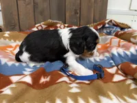George, a male Cavalier King Charles Spaniel for sale in Lebanon, MO – 2 of 4