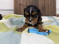 Talos, a male Cavalier King Charles Spaniel for sale in Lebanon, MO – 2 of 4