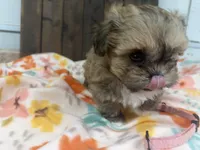 Queen, a female Shihpoo for sale in Lebanon, MO – 1 of 3