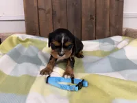 Talos, a male Cavalier King Charles Spaniel for sale in Lebanon, MO – 1 of 4