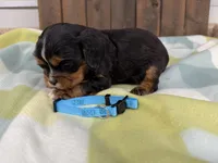 Talos, a male Cavalier King Charles Spaniel for sale in Lebanon, MO – 3 of 4
