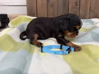 Talos, a male Cavalier King Charles Spaniel for sale in Lebanon, MO – 4 of 4