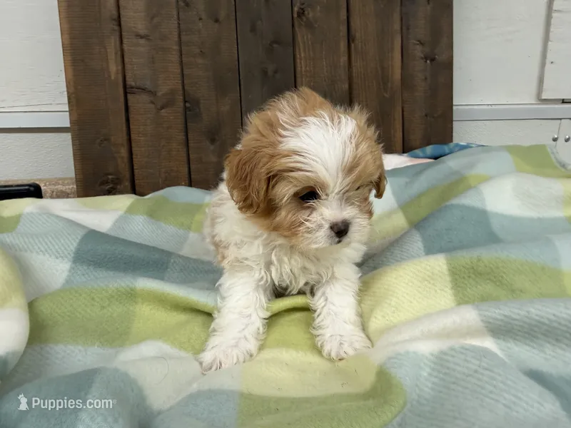 Andy – Shihpoo puppy for sale in Lebanon, MO