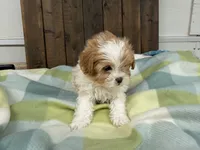 Andy, a male Shihpoo for sale in Lebanon, MO – 1 of 4