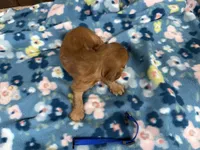 Vito, a male Cavalier King Charles Spaniel for sale in Lebanon, MO – 2 of 4