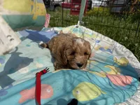 Seb, a male Cavapoo for sale in Lebanon, MO – 3 of 6