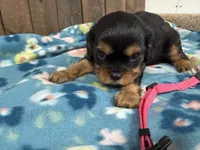 Vera, a female Cavalier King Charles Spaniel for sale in Lebanon, MO – 3 of 3