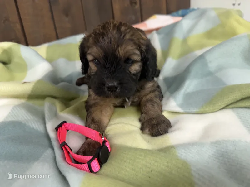 Beth – Cavapoo puppy for sale in Lebanon, MO