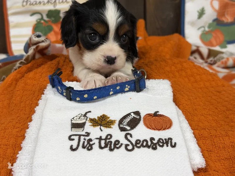 Hank – Cavalier King Charles Spaniel puppy for sale in Lebanon, MO