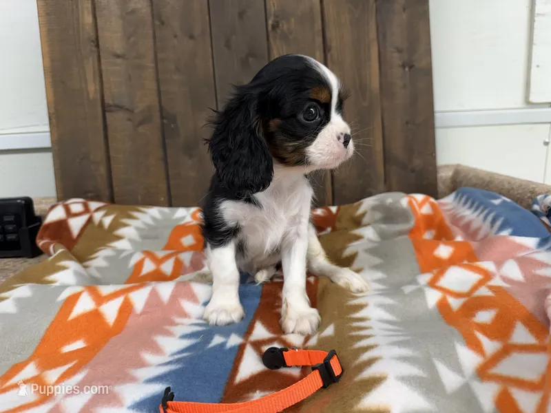 Cody – Cavalier King Charles Spaniel puppy for sale in Lebanon, MO