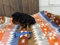 Elroy, a male Cavalier King Charles Spaniel for sale in Lebanon, MO – 1 of 3