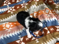 George, a male Cavalier King Charles Spaniel for sale in Lebanon, MO – 4 of 4