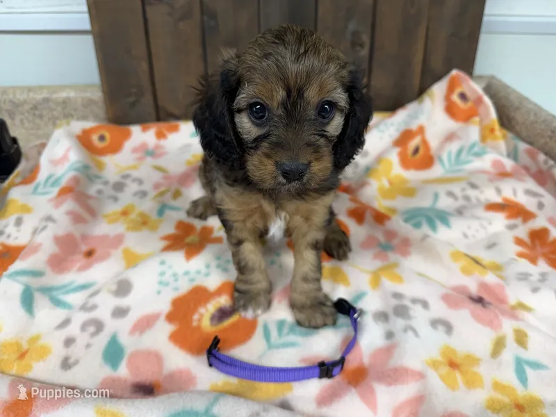 Britt – Cavapoo puppy for sale in Lebanon, MO