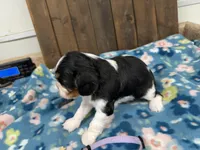 Willow, a female Cavalier King Charles Spaniel for sale in Lebanon, MO – 2 of 4