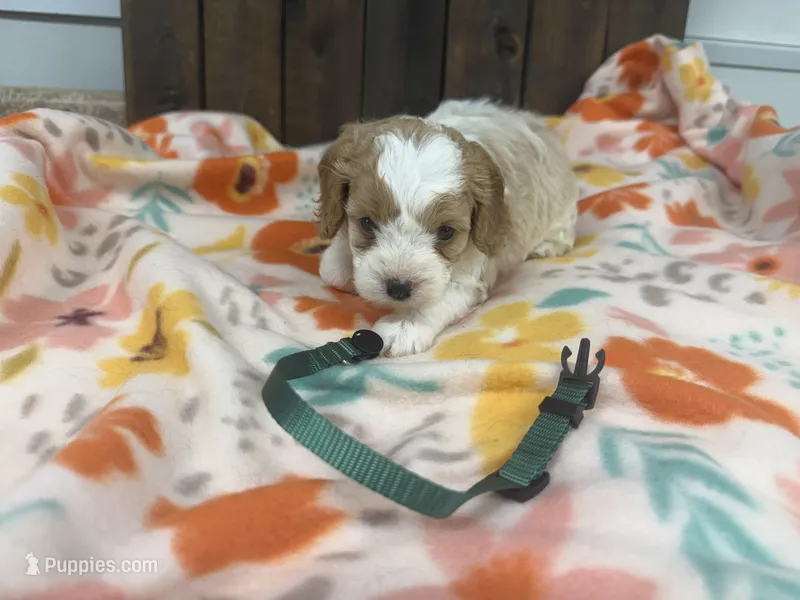 Ringo – Cavapoo puppy for sale in Lebanon, MO