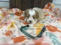 Ringo, a male Cavapoo for sale in Lebanon, MO – 1 of 4