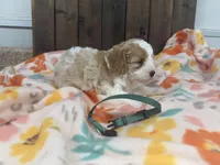 Ringo, a male Cavapoo for sale in Lebanon, MO – 4 of 4