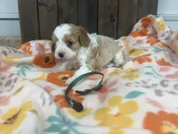 Ringo, a male Cavapoo for sale in Lebanon, MO – 2 of 4