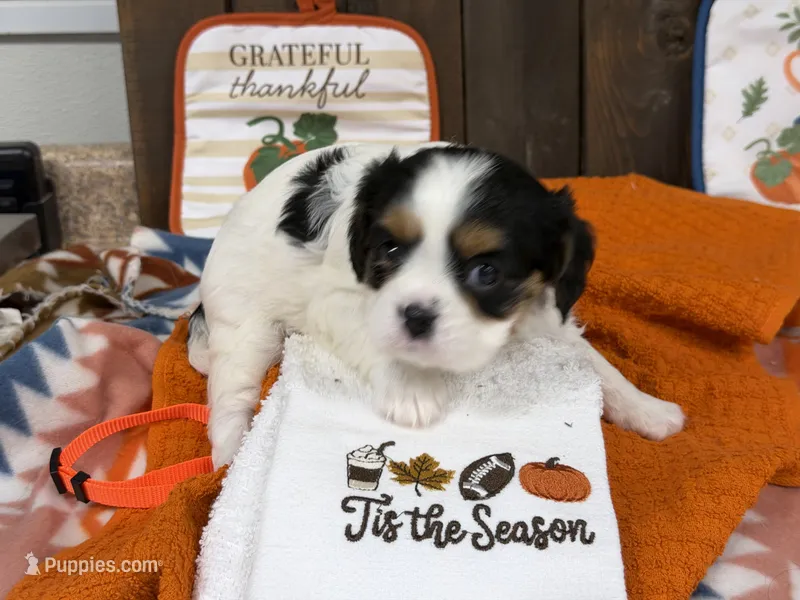 Jenny – Cavalier King Charles Spaniel puppy for sale in Lebanon, MO