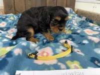 Vegas, a male Cavalier King Charles Spaniel for sale in Lebanon, MO – 3 of 3