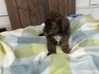 Amelia, a female Shihpoo for sale in Lebanon, MO – 2 of 4