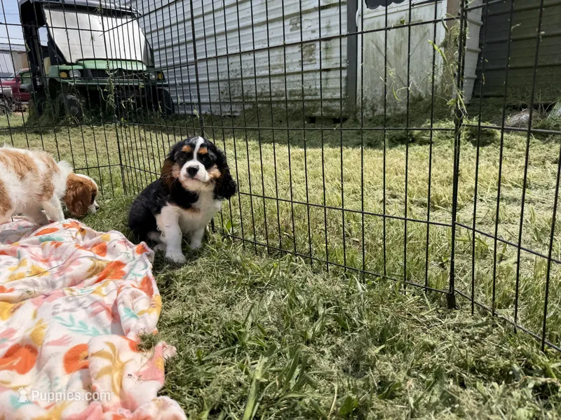 Whiskey – Cavalier King Charles Spaniel puppy for sale in Lebanon, MO