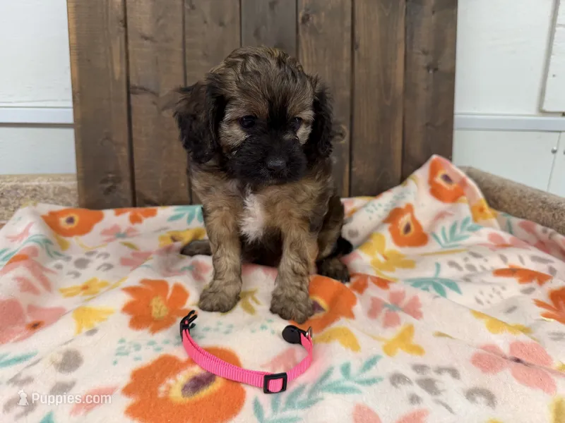 Beth – Cavapoo puppy for sale in Lebanon, MO