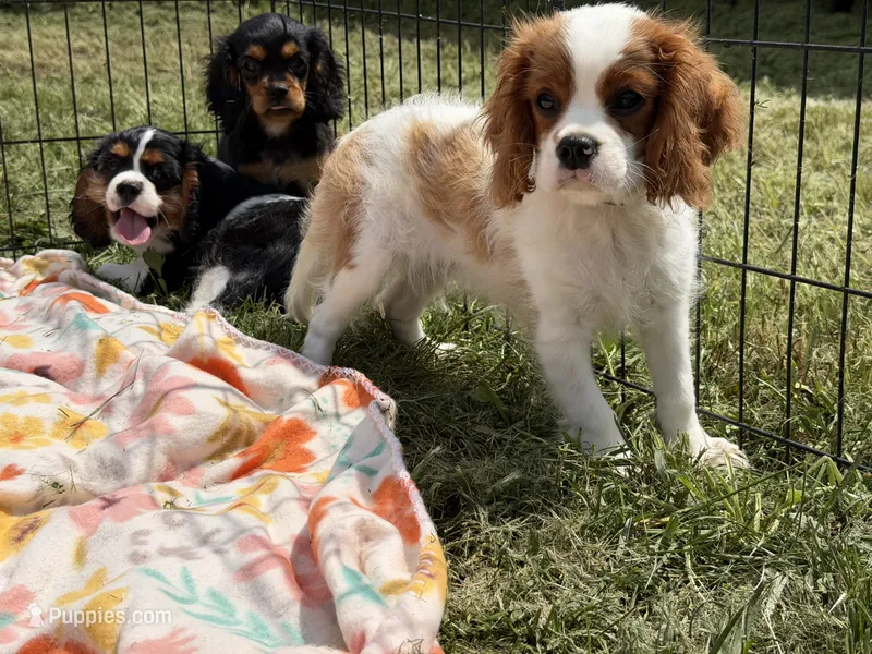 Utah – Cavalier King Charles Spaniel puppy for sale in Lebanon, MO