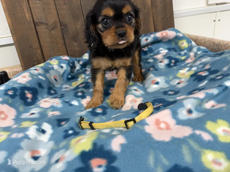 Vegas – Cavalier King Charles Spaniel puppy for sale in Lebanon, MO