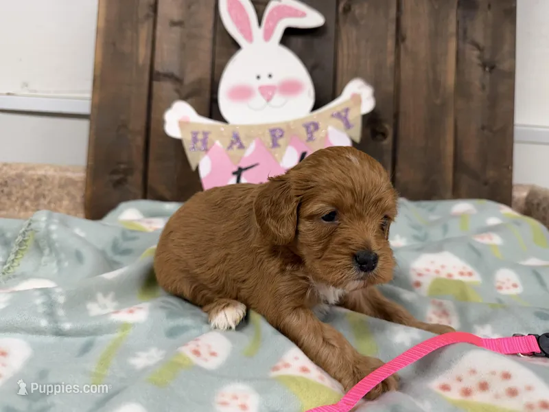  Nancy – Cavapoo puppy for sale in Lebanon, MO