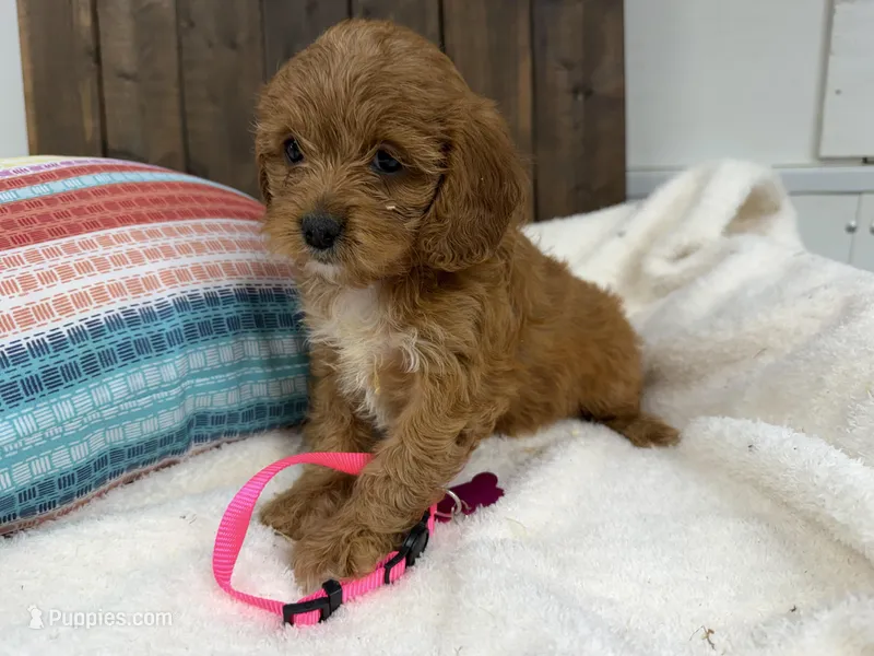  Nancy – Cavapoo puppy on hold in Lebanon, MO