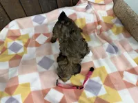 Layna, a female Shihpoo for sale in Lebanon, MO – Photo 4 of 4