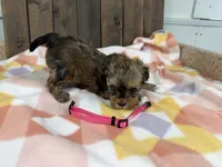 Layna, a female Shihpoo for sale in Lebanon, MO – Photo 3 of 4