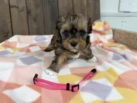 Layna, a female Shihpoo for sale in Lebanon, MO – Photo 1 of 4