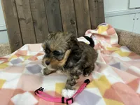 Layna, a female Shihpoo for sale in Lebanon, MO – Photo 2 of 4