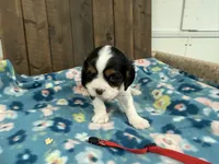 Valor, a male Cavalier King Charles Spaniel for sale in Lebanon, MO – 1 of 4