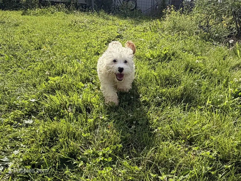 Paco – Cavapoo puppy for sale in Lebanon, MO