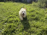 Paco, a male Cavapoo for sale in Lebanon, MO – 1 of 7