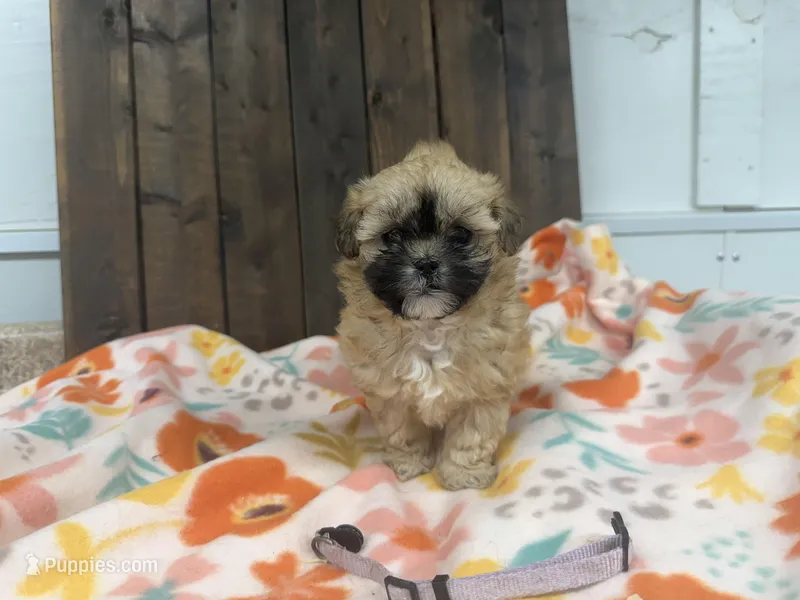 Quinta – Shihpoo puppy for sale in Lebanon, MO